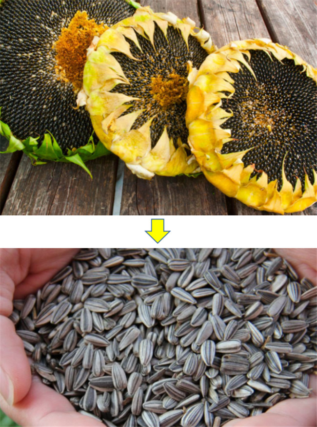 Sunflower Seeds Threshing Machine Thresher Separating Peeling Hulling Shelling Machine