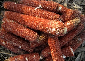 mini corn thresher corn kernels