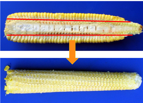 Sweet Corn Threshing Machine Waxy Corn Maize Thresher Sheller