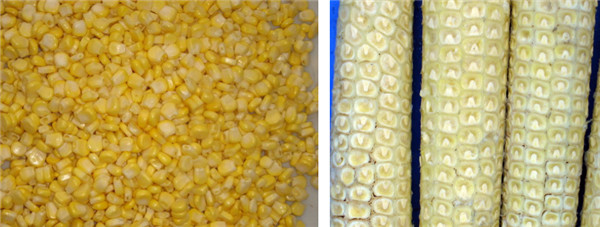 Sweet Corn Threshing Machine Waxy Corn Maize Thresher Sheller