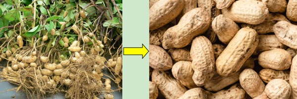 Peanut Picker Harvesting Machine Groundnut Seedlings Remover Wet Dry Use