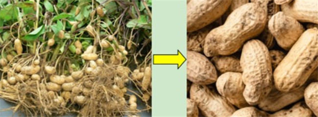 Groundnut Pod Remover Peanut Pod Thresher Separator from Seedling Bush